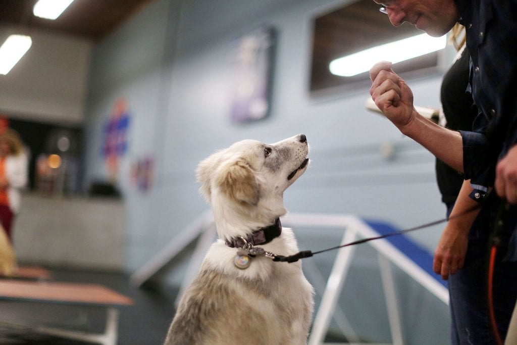 Start A Dog Training Business With Zoom Room